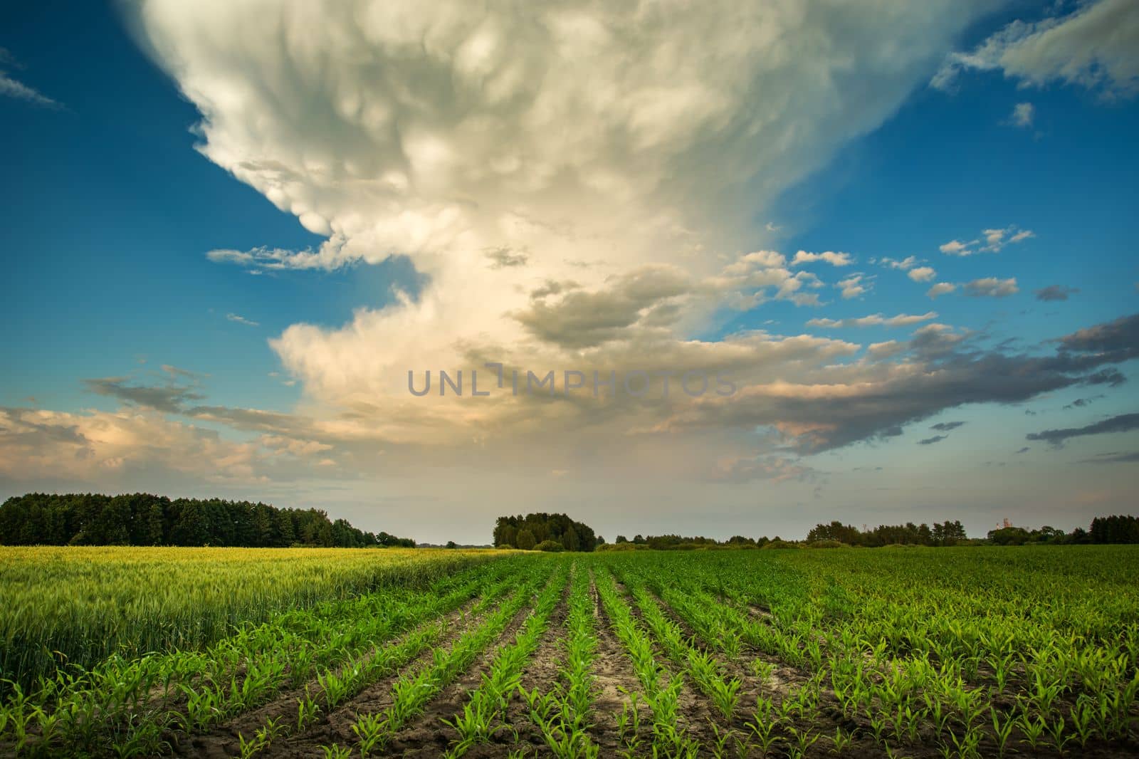 Field with growing corn and big cloud on the sky, June day