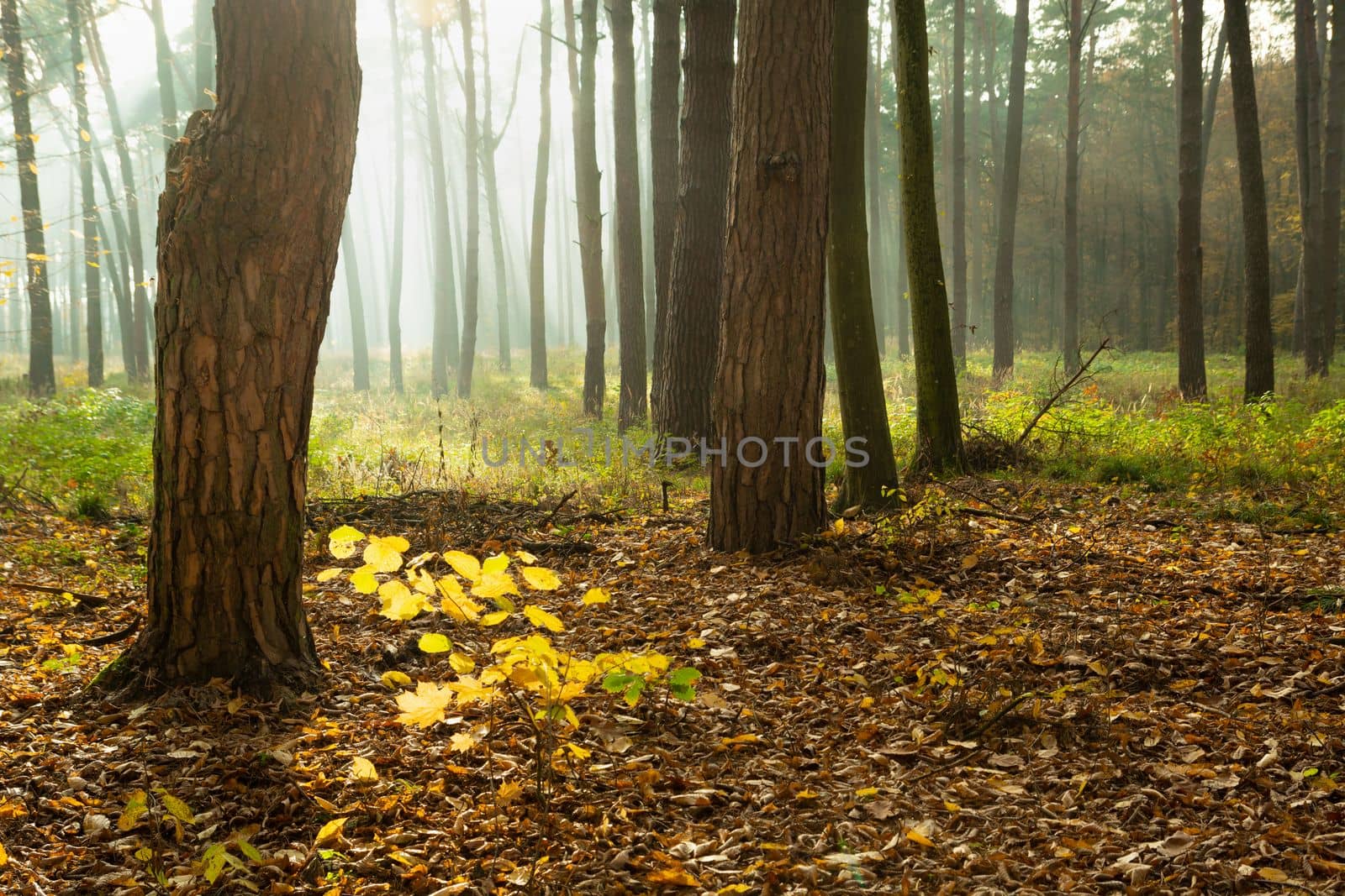 Sunglow and fog in a forest with thick trunks, Chelm, Poland