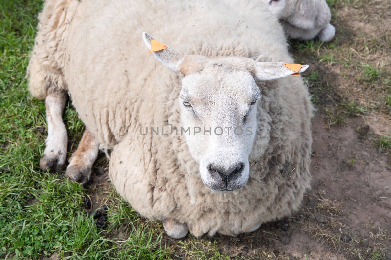 one fat white sheep with thick white wool laying on green grass, a four-legged farm animal that chews its cud, the concept of ecological livestock grazing on natural forage, High quality photo