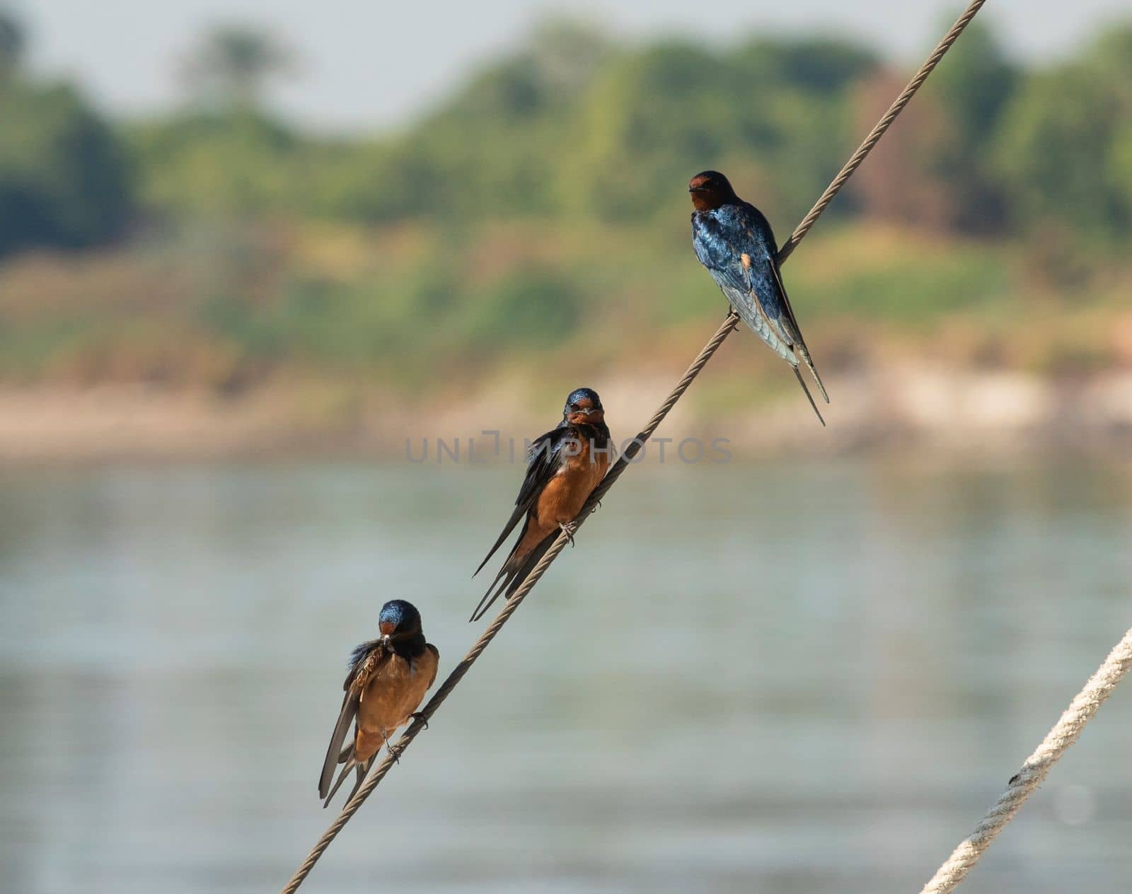 Trio of red-breasted swallow cecropis semirufa perched on a rope of sailing boat with river in background