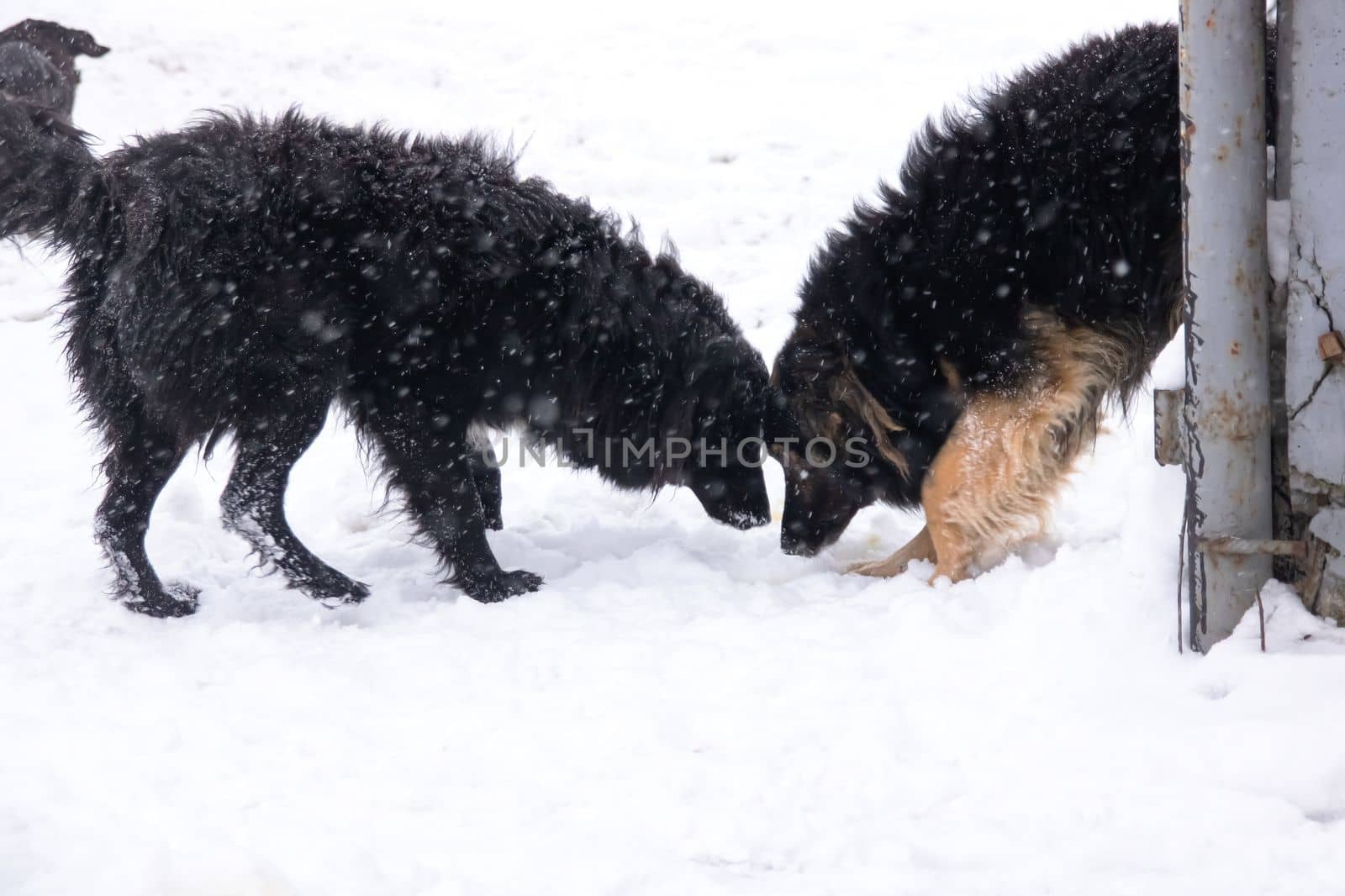 Black fluffy dog in the snow close up