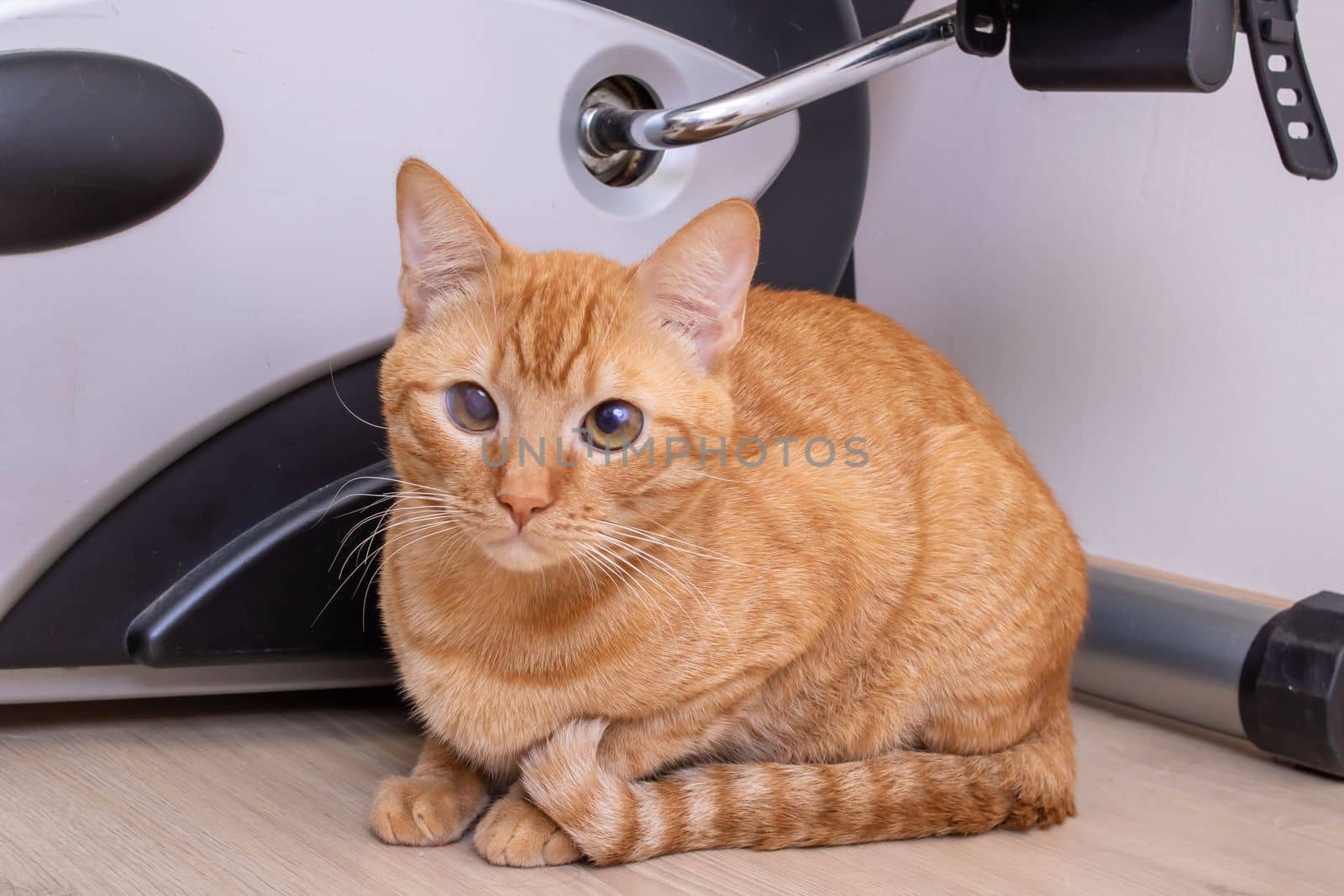 Red cat with a judgmental arrogant look close up