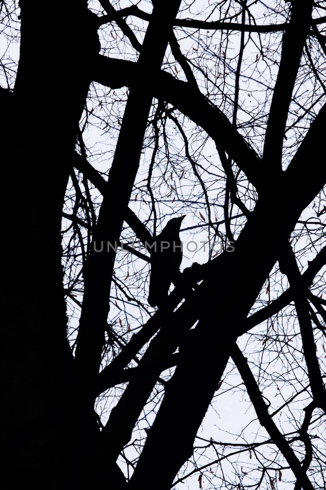 Silhouette of a crow among the branches of tree by Vera1703