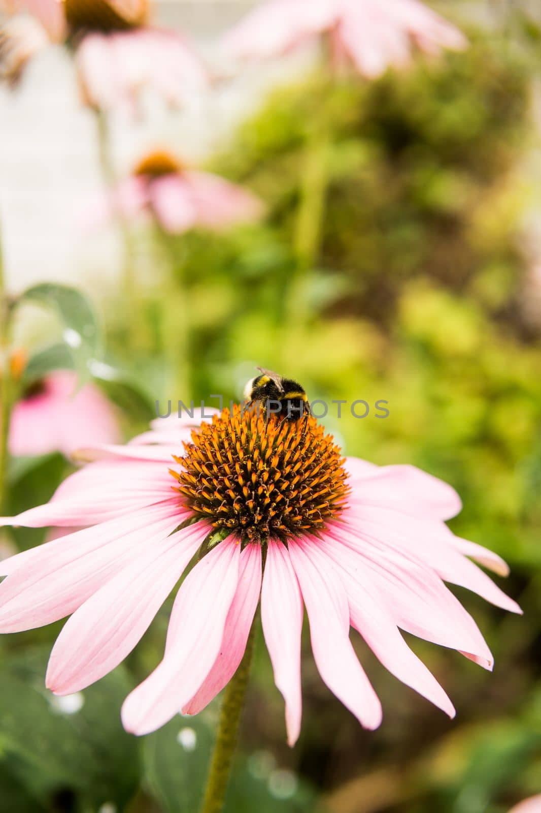 Beautiful daisies growing in the garden. Gardening concept, close-up. The flower is pollinated by a bumblebee