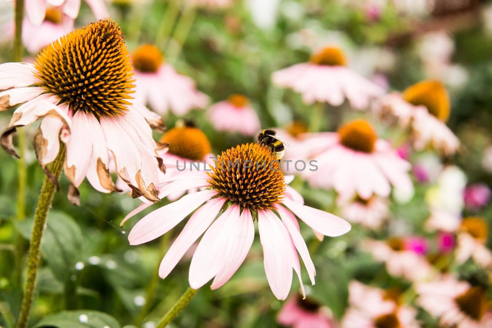 Beautiful daisies growing in the garden. Gardening concept, close-up. The flower is pollinated by a bumblebee