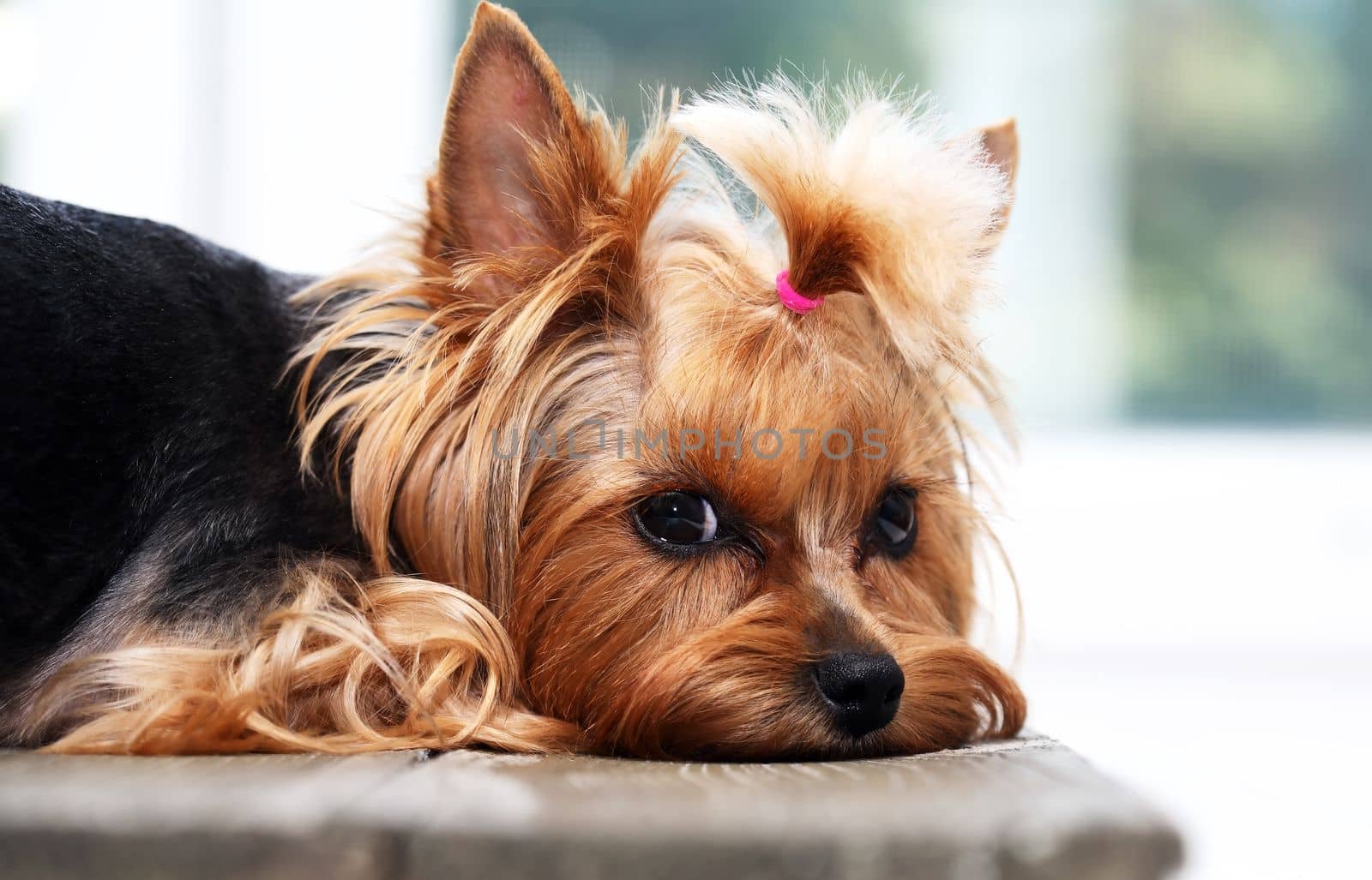 Alone funny puppy yorkshire terrier with fun face portrait