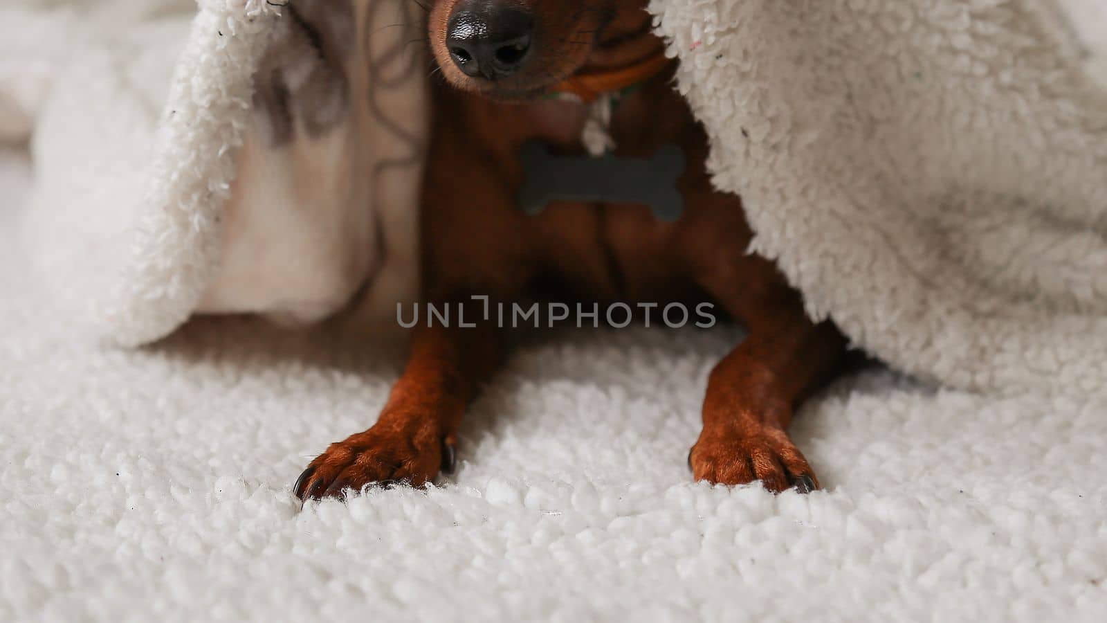 The brown dog is lying on a white blanket and covered with a white blanket. Dog paws, black nose. Close-up. A pet.