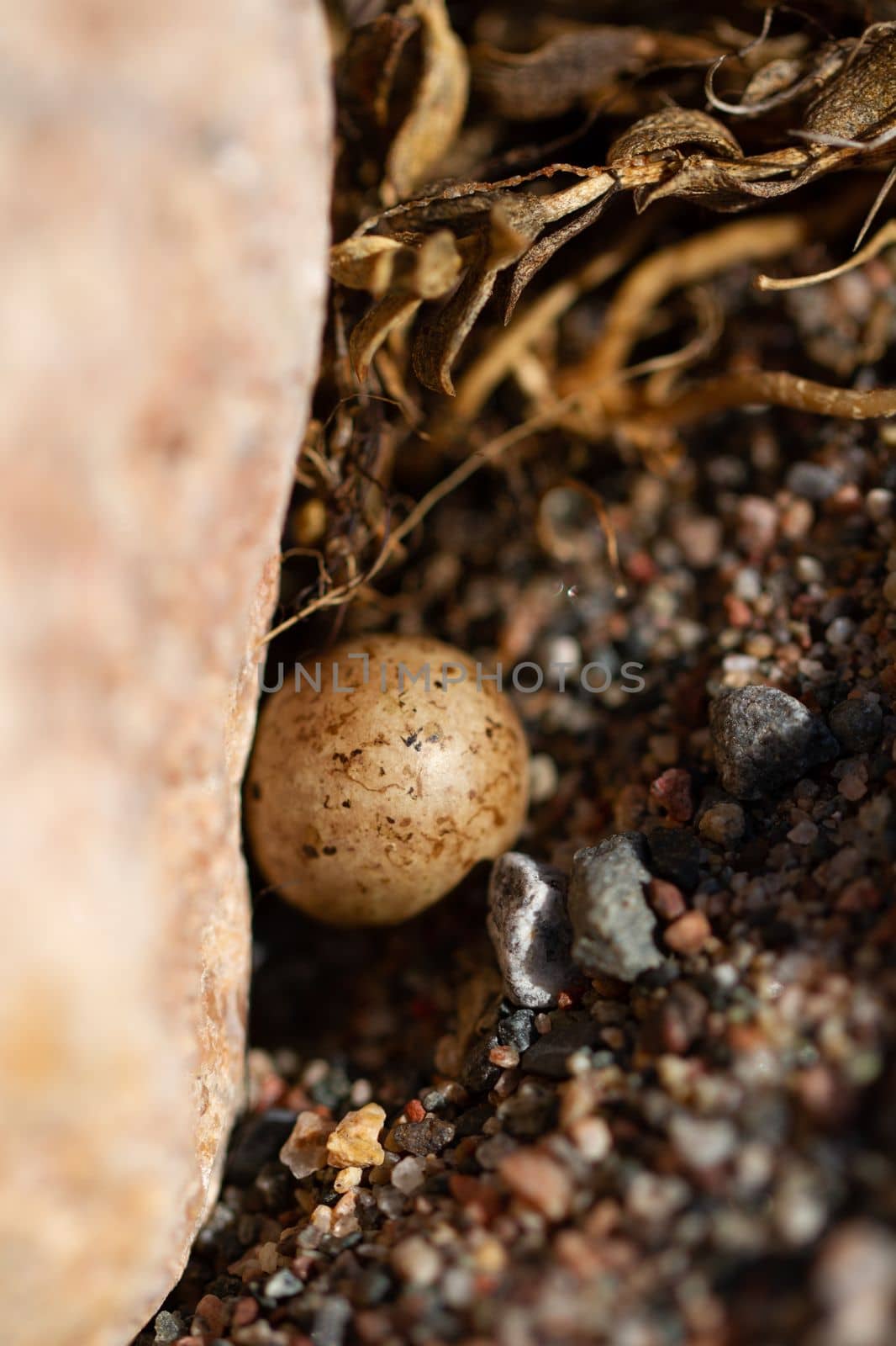 A single Lapland Longspur egg in a nest around fine rocks near Arviat, Nunavut, Canada