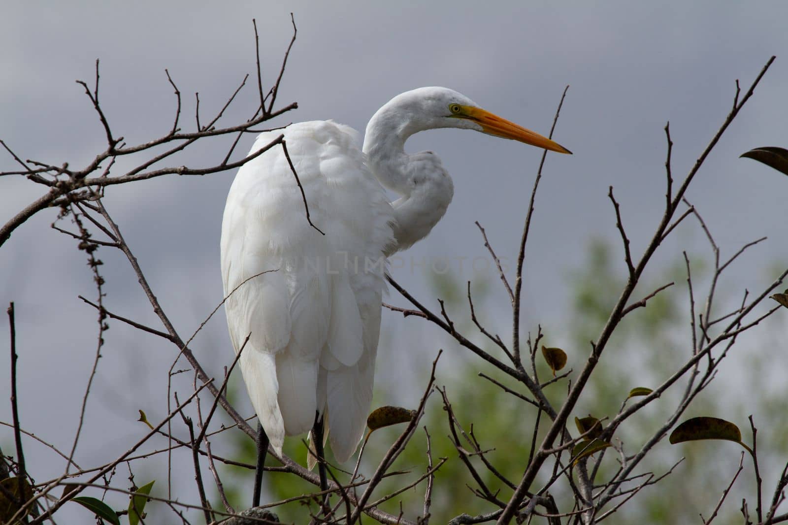 Great egret perched on a thin branch while looking around. Found in Everglades by Granchinho