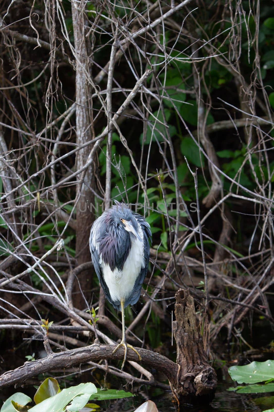 Tricolored heron perched on a branch while looking around. Found in Everglades by Granchinho