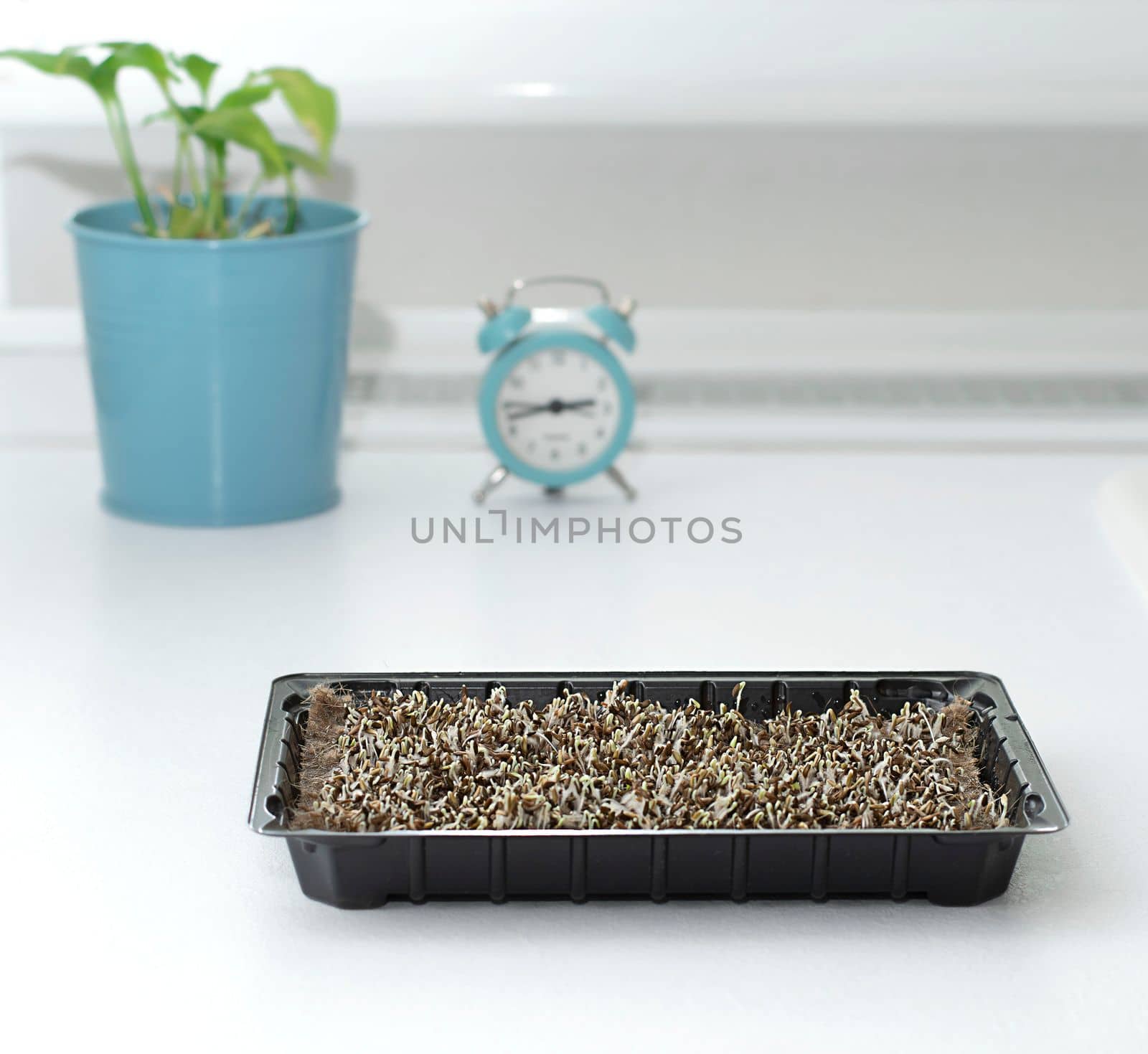 Nature. Health. Growing healthy microgreens at home. Ascending sprouts of green seeds on the table against the background of a clock and a flowerpot with a green flower. Concept. Close-up.