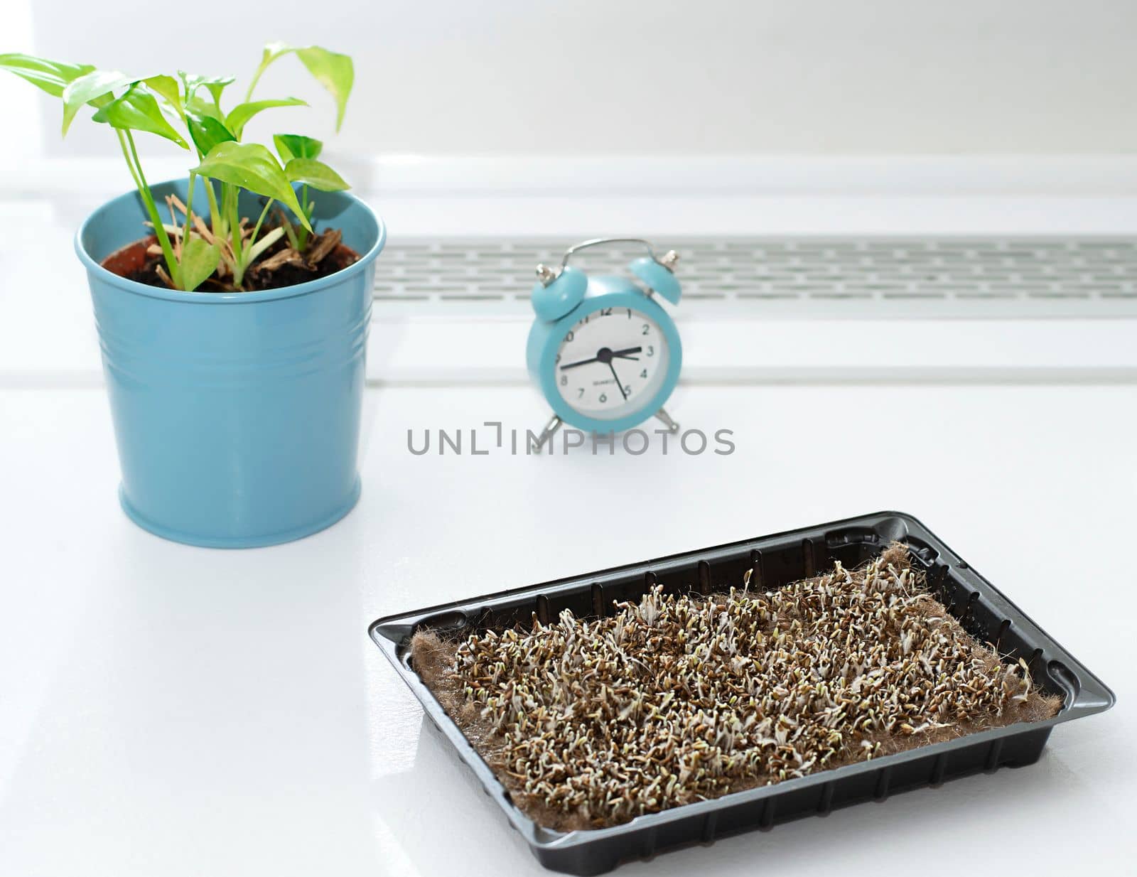 Nature. Health. Growing healthy microgreens at home. Ascending sprouts of green seeds on the table against the background of a clock and a flowerpot with a green flower. Concept. Close-up.