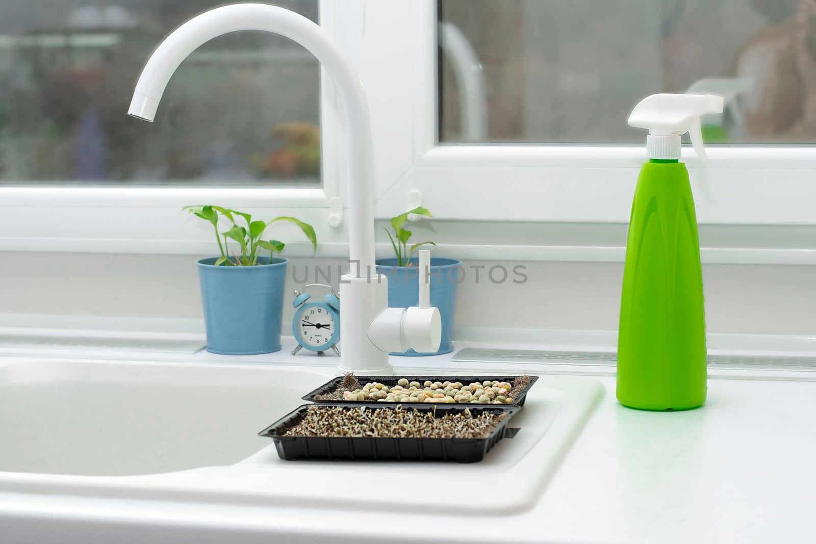 Nature. Food. Growing and watering microgreens at home. Ascending sprouts of greens and pea seeds on the table against the background of a window and flowers in the kitchen interior on a white background. Soft focus.