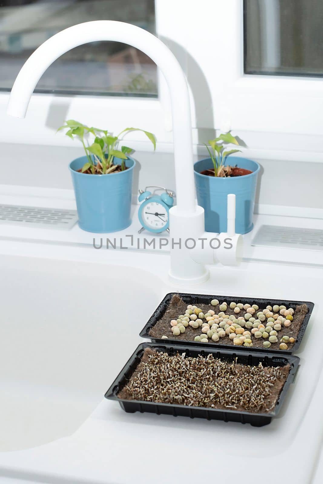 Nature. Food. Growing and watering microgreens at home. Ascending sprouts of greens and pea seeds on the table against the background of a window and flowers in the kitchen interior on a white background. Soft focus.