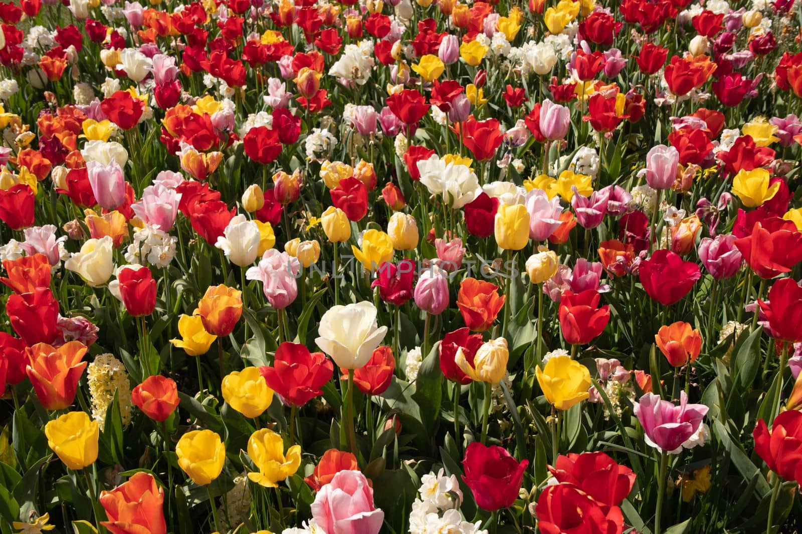 spring flower beds of blooming colorful pink purple tulips in a large park, High quality photo