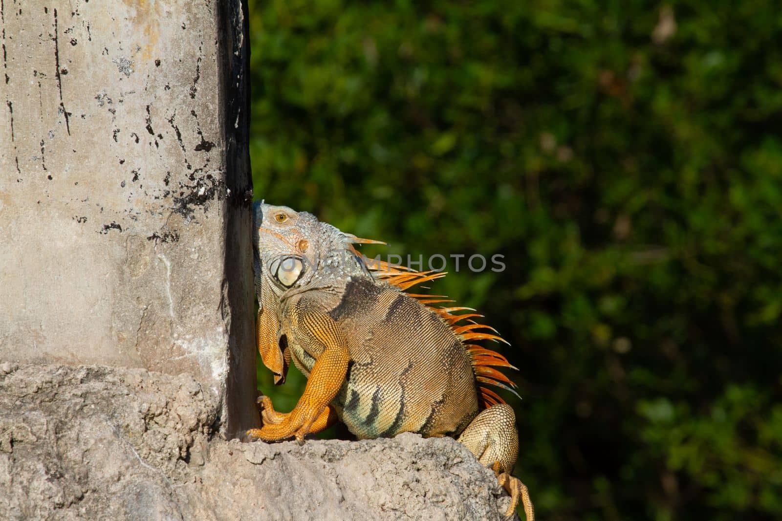 An exotic green iguana or Iguana Iguana basking in the Florida sunlight, Key West, United States