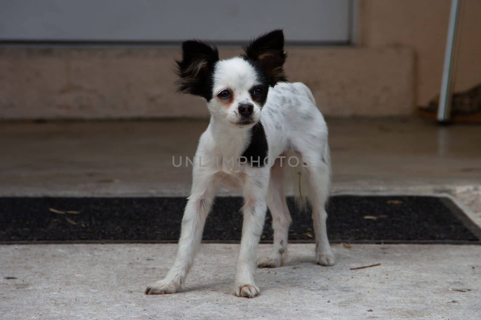 Small black and white terrier type dog standing on cement with ears perked and staring ahead