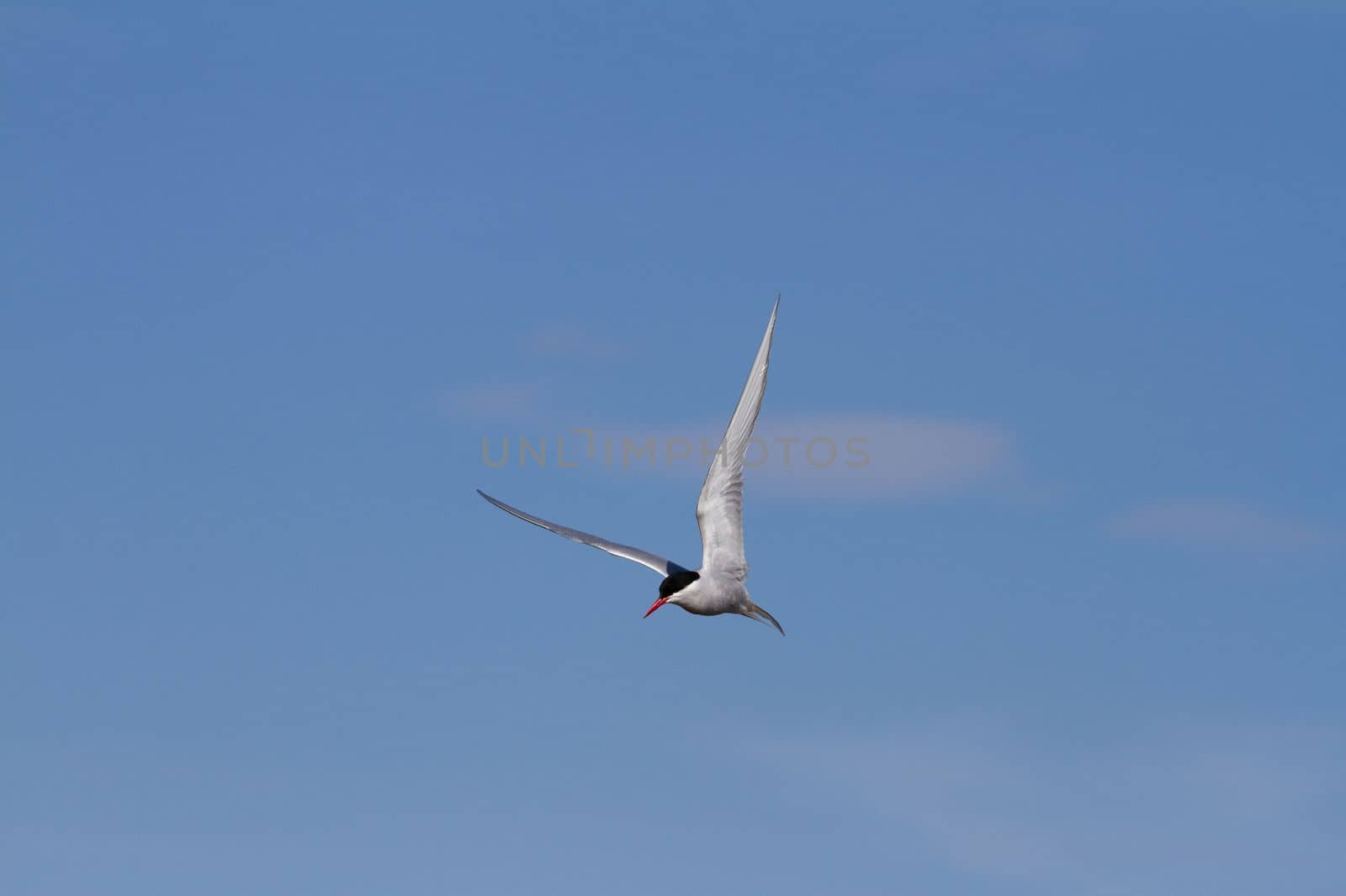Arctic tern in flight with wings spread out and blue skies in the background by Granchinho