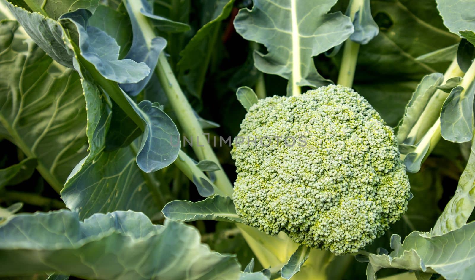 Organic young broccoli plant growing in the garden. Fresh cabbage with leaves. Close-up and top view by claire_lucia