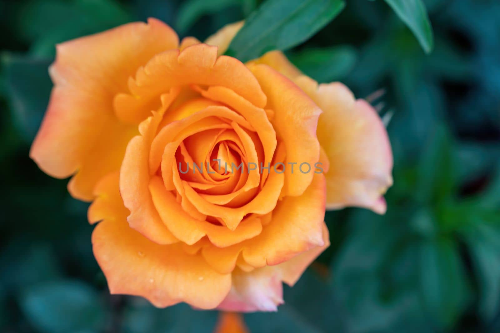 Beautiful Rose and Rosebuds in Rose Garden, Close Up, Selective Focus
