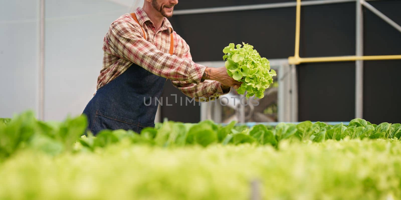Businessperson or farmer checking hydroponic soilless vegetable in nursery farm. Business and organic hydroponic vegetable concept.