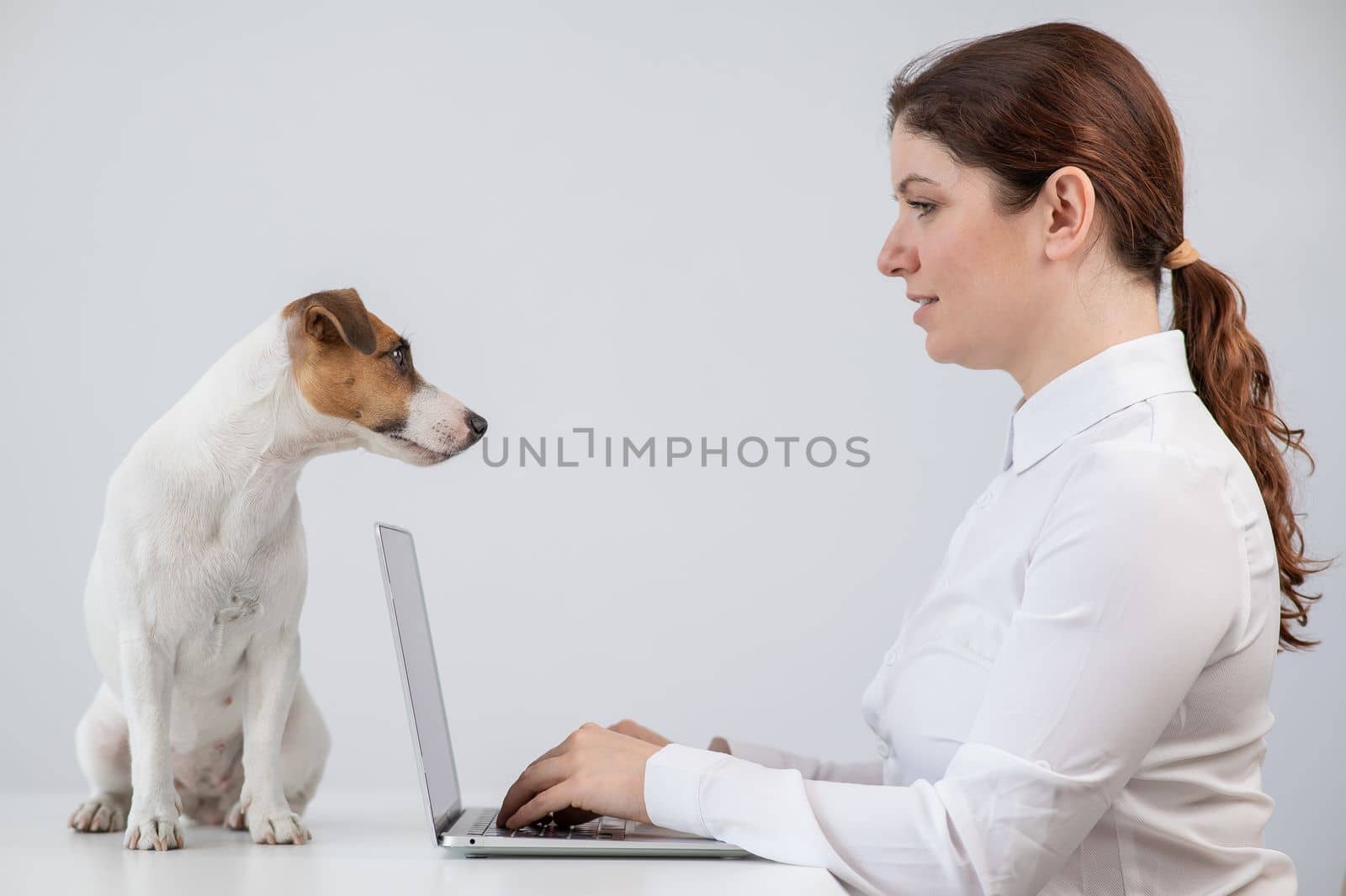 Caucasian woman working on laptop with jack russell terrier dog on table. by mrwed54