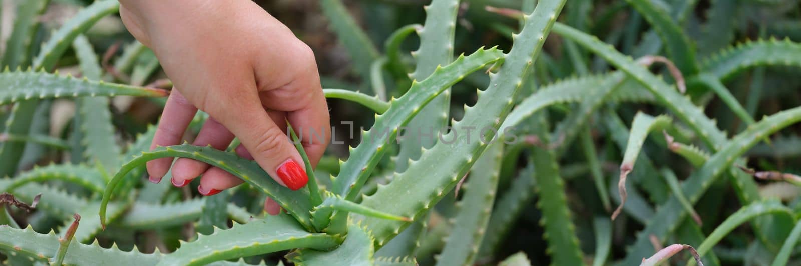 Woman hand tears off leaves of aloe vera from bush. Health benefits and plant aloe vera concept