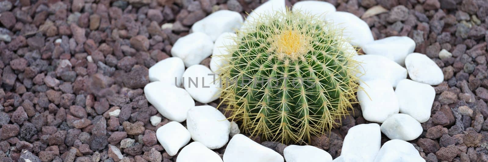 Decorative cactus in the garden between white stones in flower bed by kuprevich