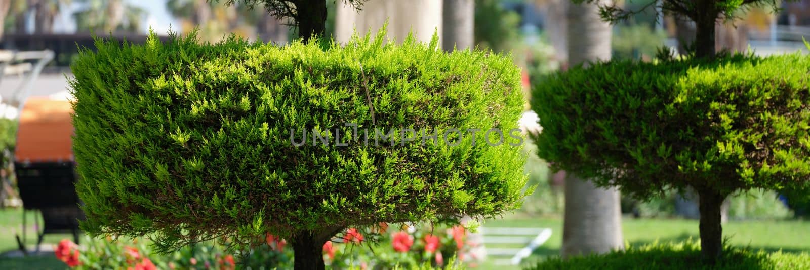 Trimmed thuja and landscape design element closeup by kuprevich