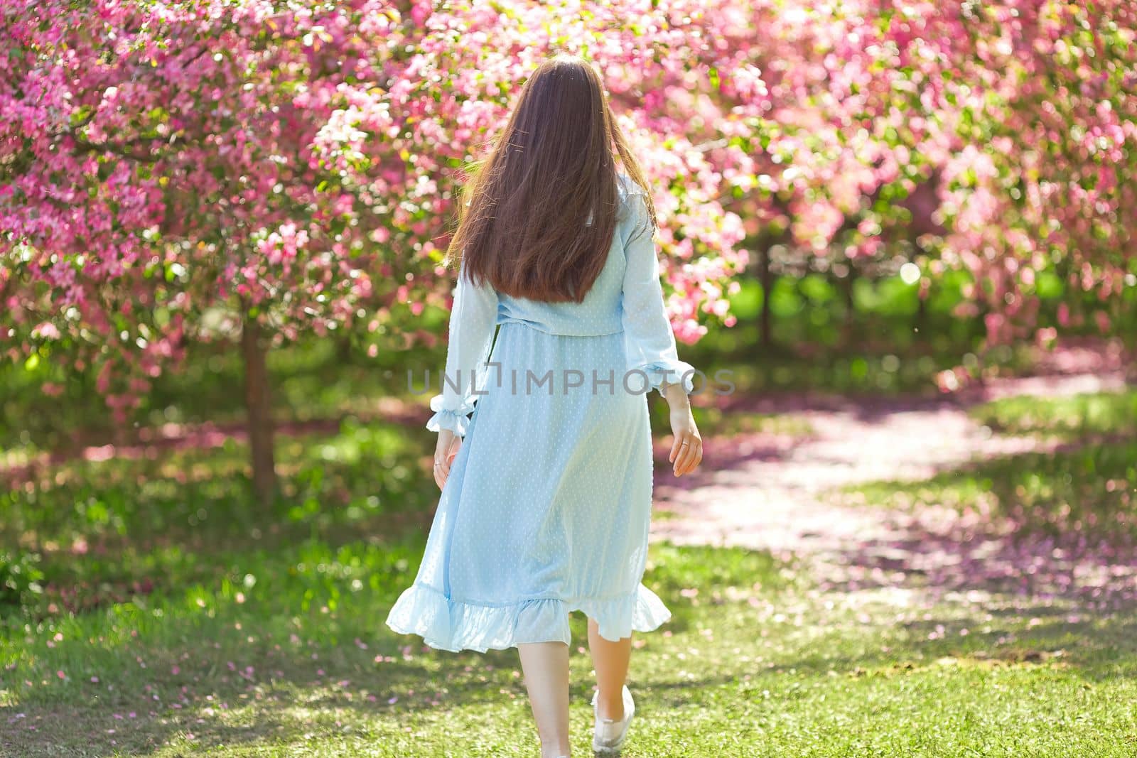 a brunette girl with long hair, walking in a blue dress through a pink blooming garden, rear view. Copy space