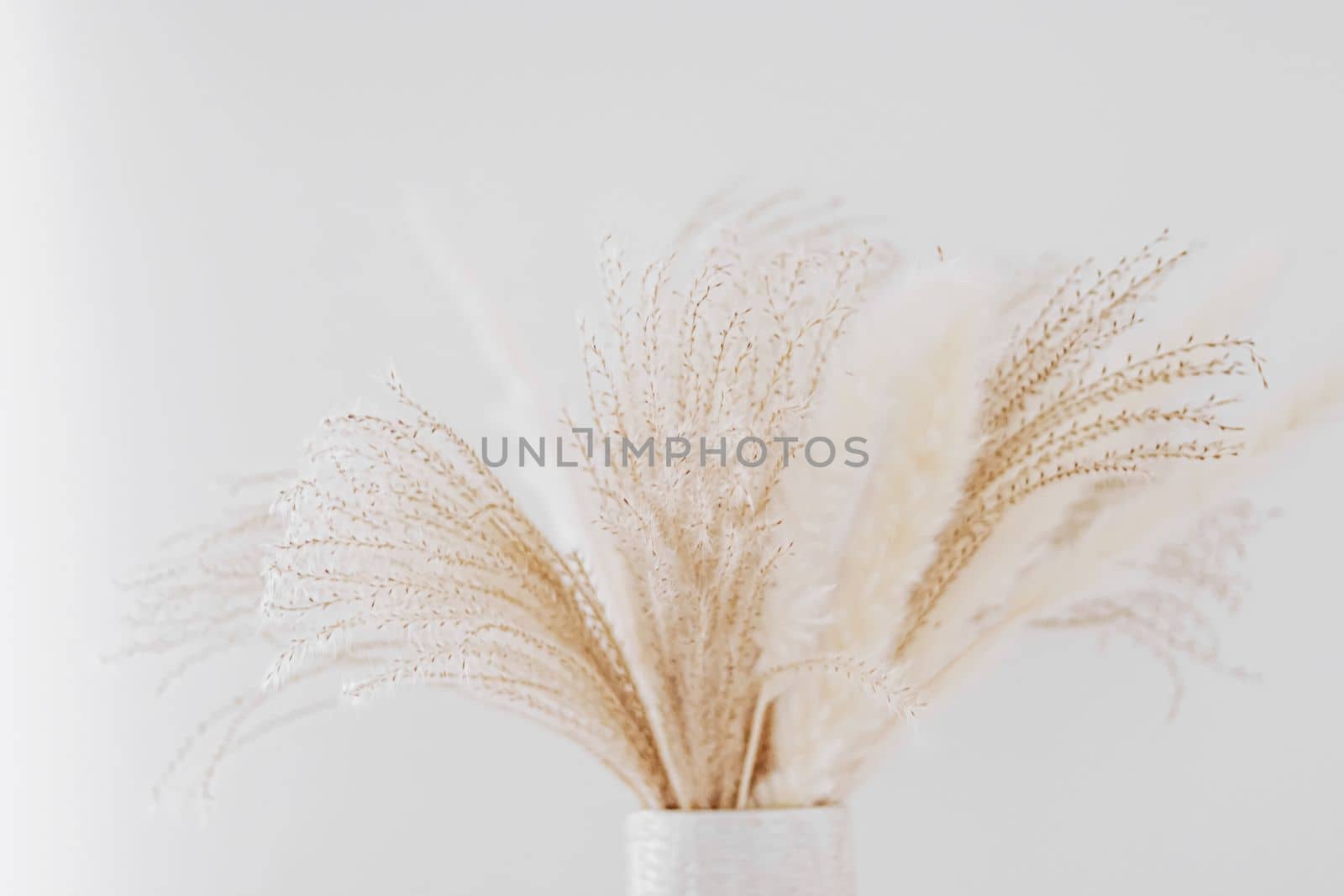 Neutral dry plants in vase and wall with copyspace, home decor and interior design.