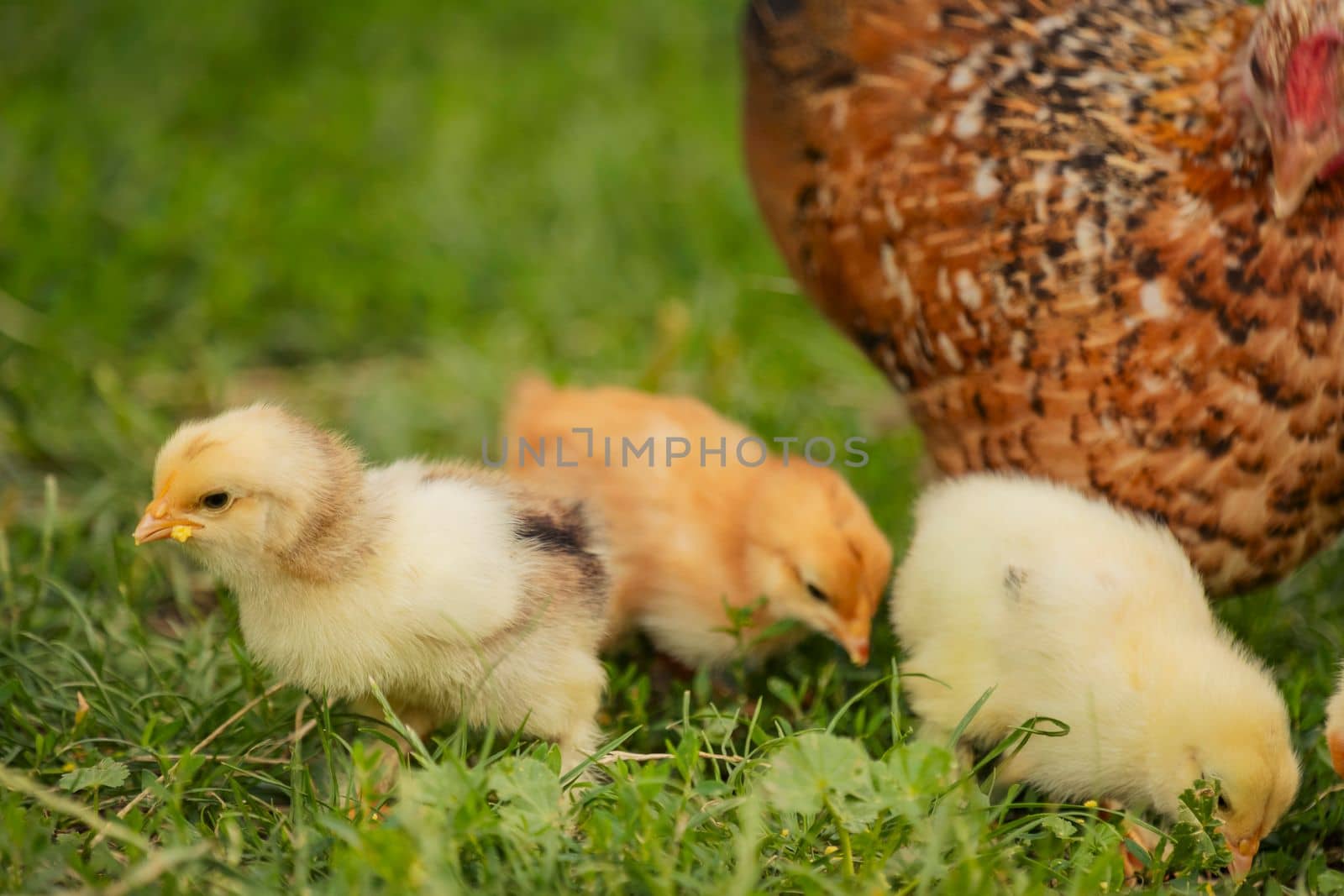 chickens with their mother walk on the grass by zokov