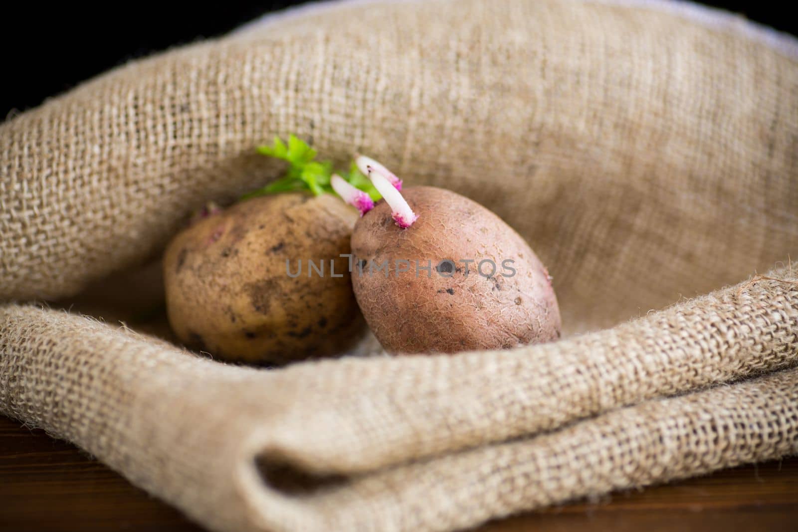 Spring potatoes with sprouted sprouts, ready for planting in the ground. In burlap on a wooden table.