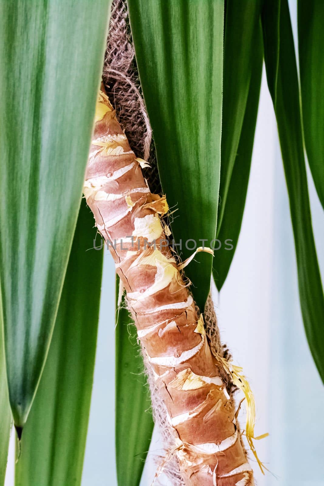 Green leaves of a home plant close up palm