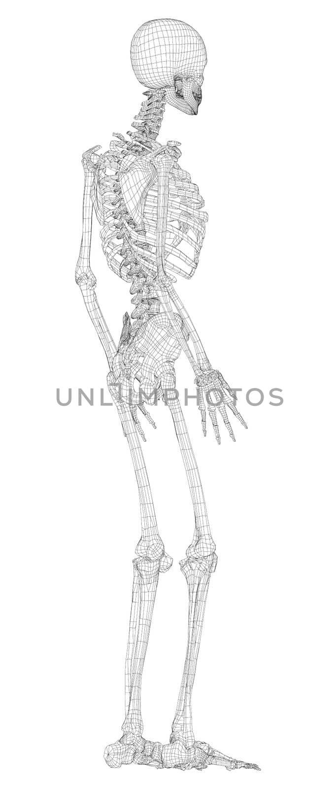 Human skeleton. 3d illustration. Wire-frame style. Illustration for medicine