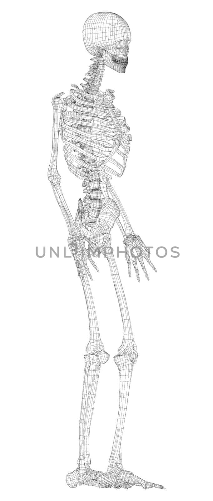 Human skeleton. 3d illustration. Wire-frame style. Illustration for medicine