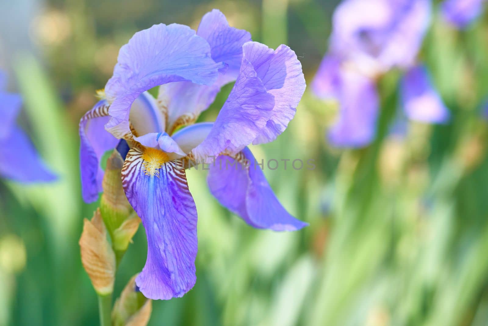 an Old World plant of the iris family, with sword shaped leaves and spikes of brightly colored flowers, popular in gardens as a cut flower