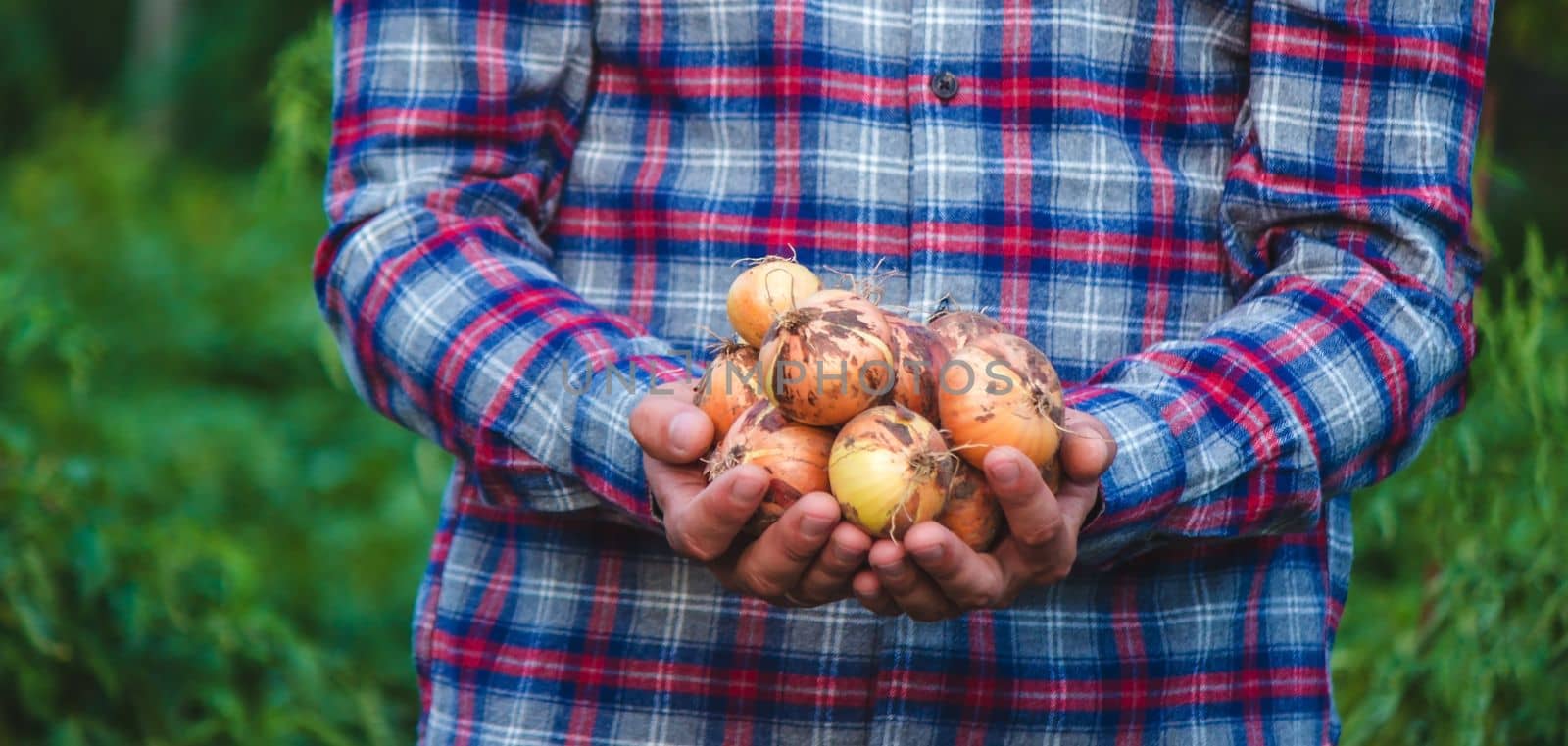 the farmer holds an onion in his hands. Selective focus