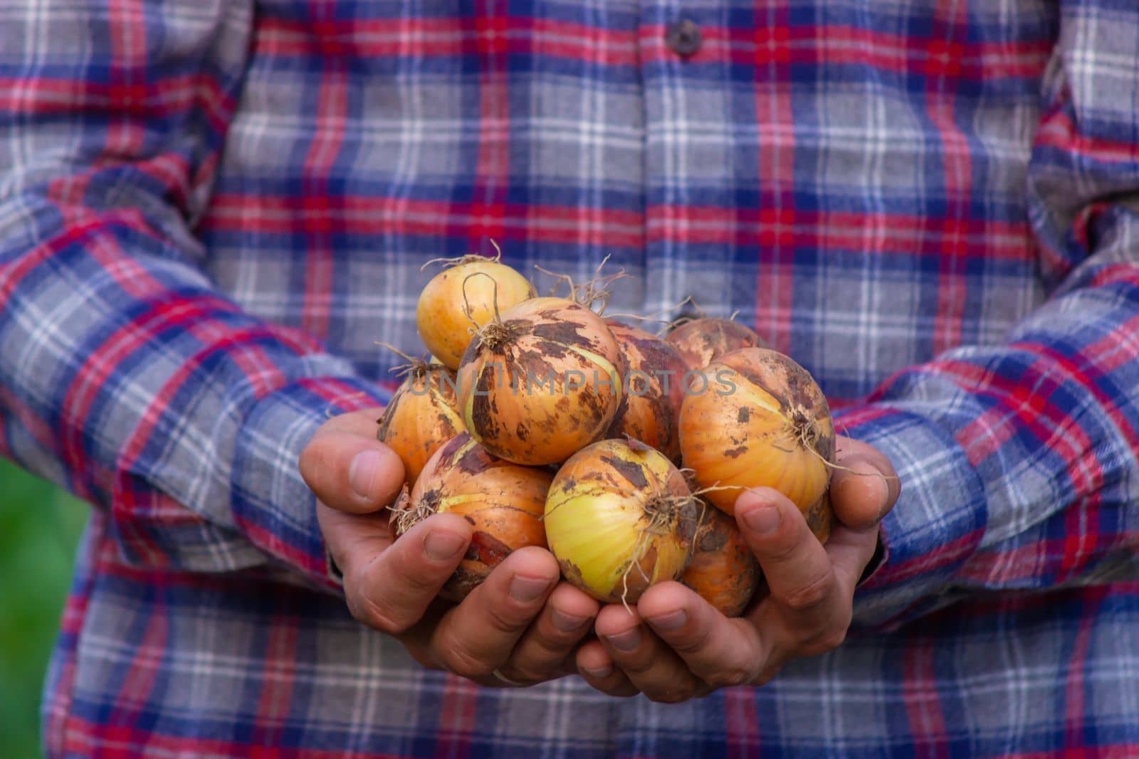 the farmer holds an onion in his hands. Selective focus