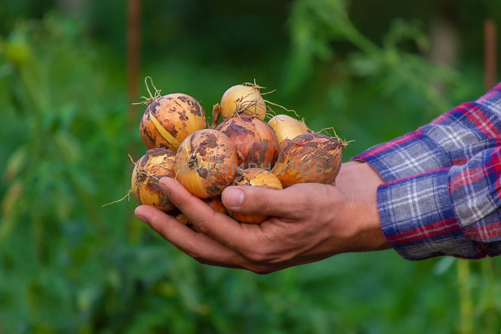 the farmer holds an onion in his hands. Selective focus
