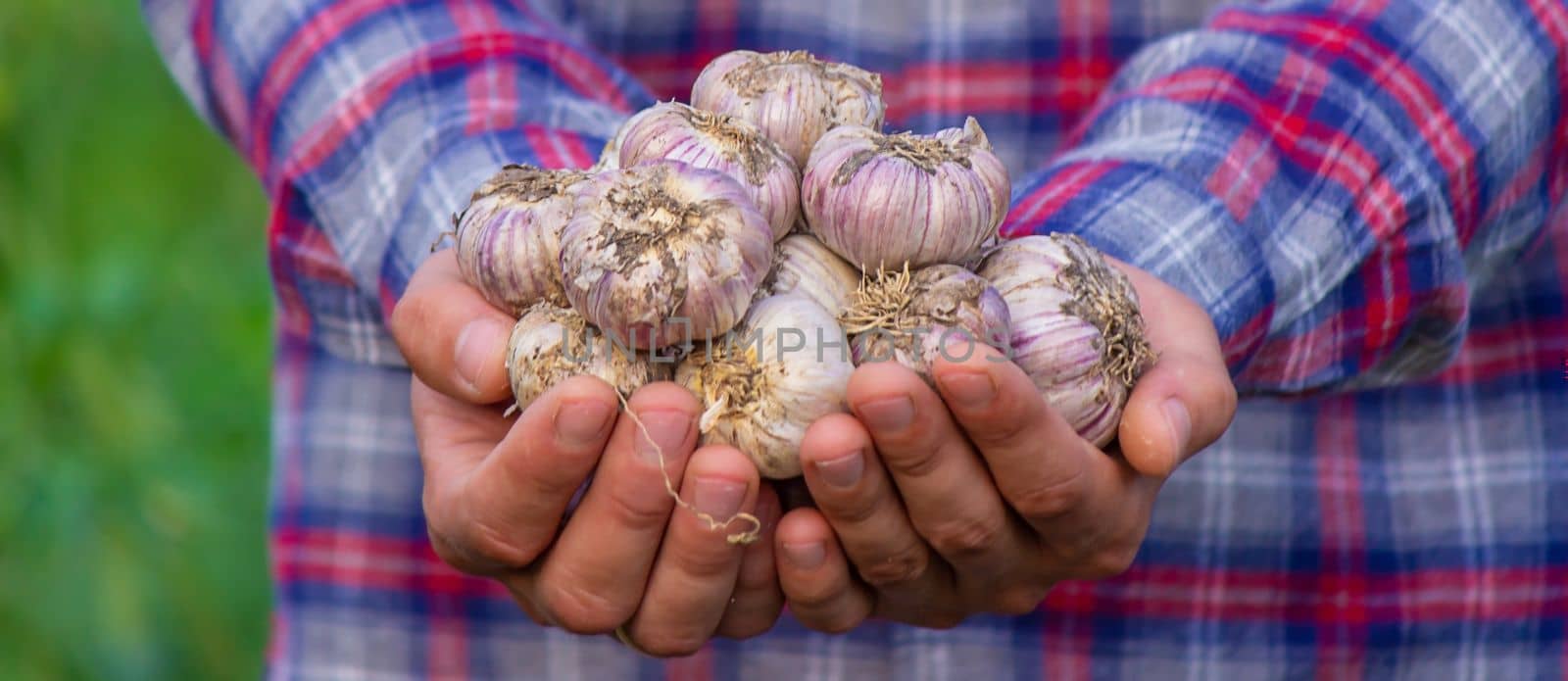 a farmer holds a basket of garlic, close-up. Selective focus
