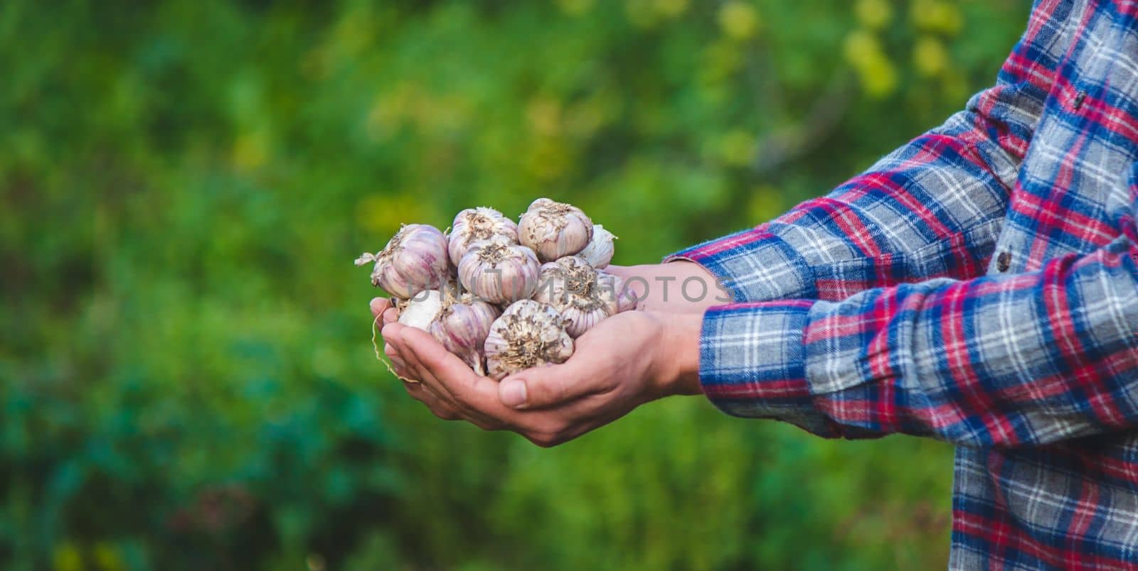 a farmer holds a basket of garlic, close-up. Selective focus