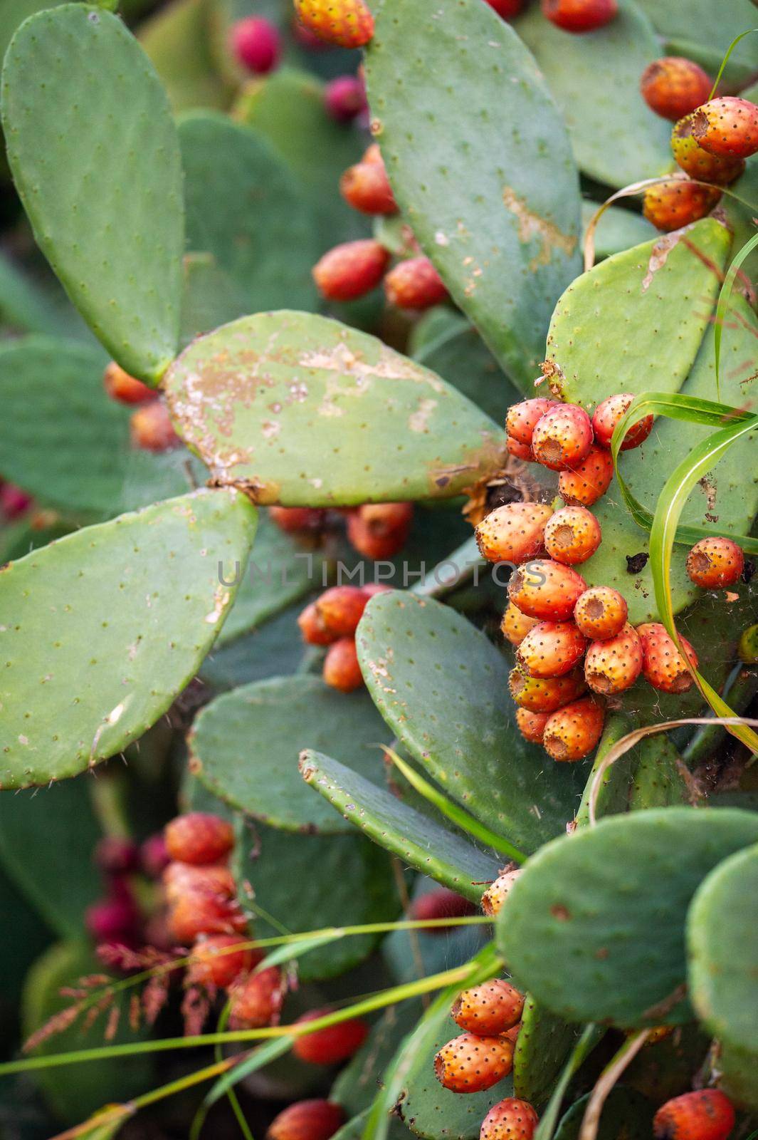 Red Prickly Pear cactus fruit in Italy by Lobachad