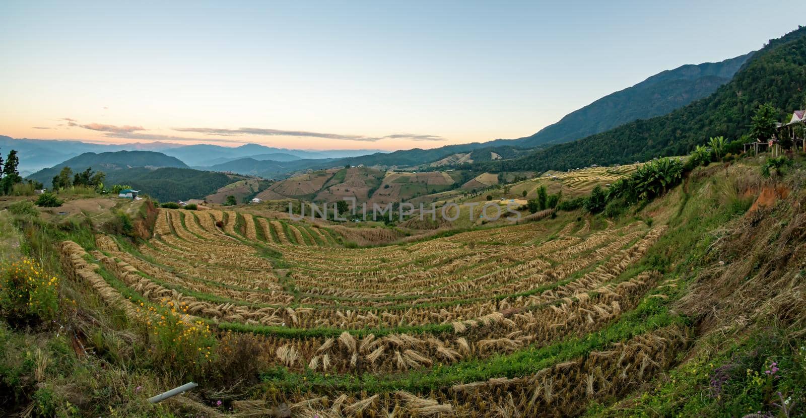 Rice field after harvest, Ban Bong Piang, Chiang Mai, Thailand