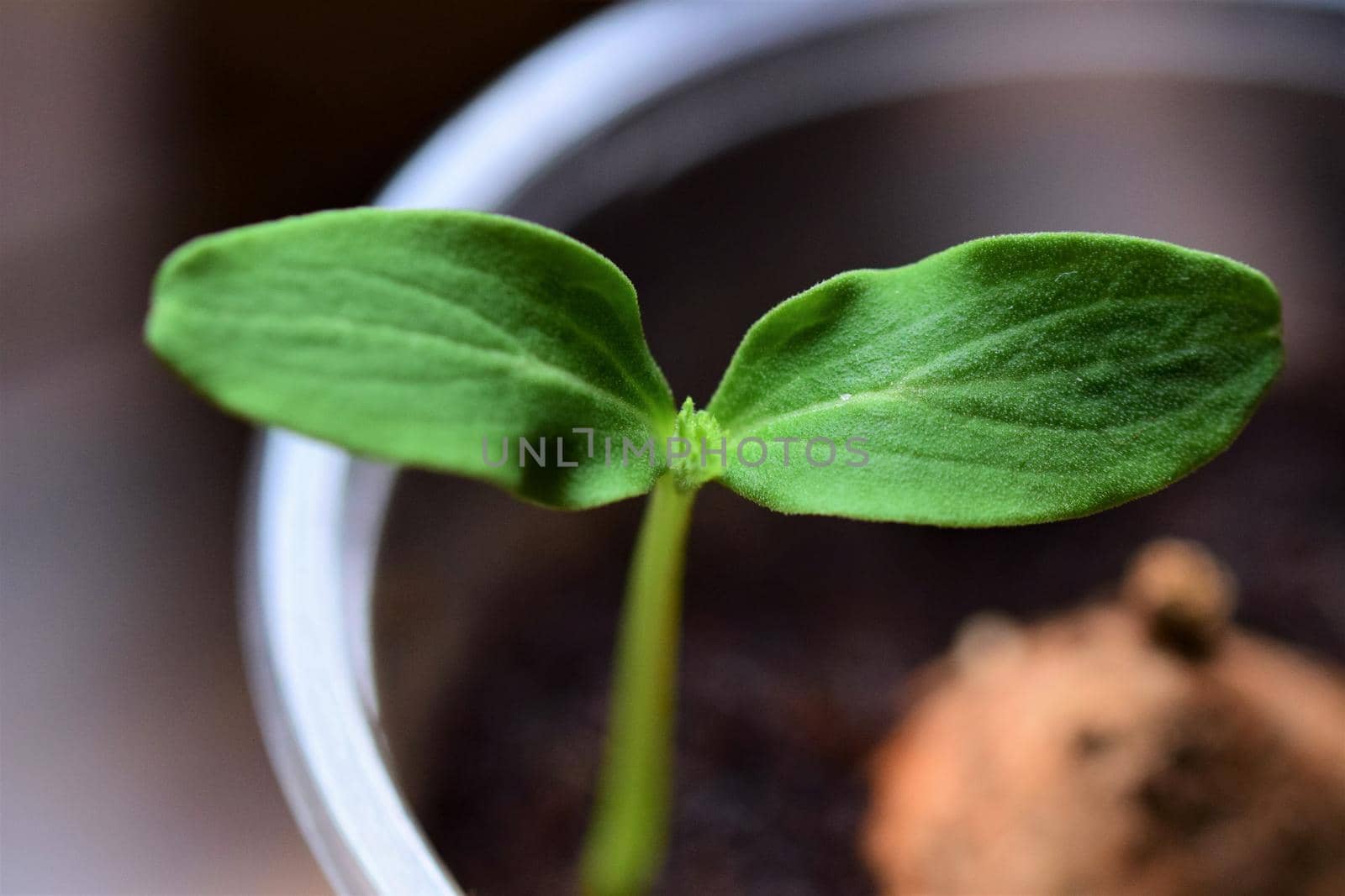close up of a small cucumber seedling by Luise123