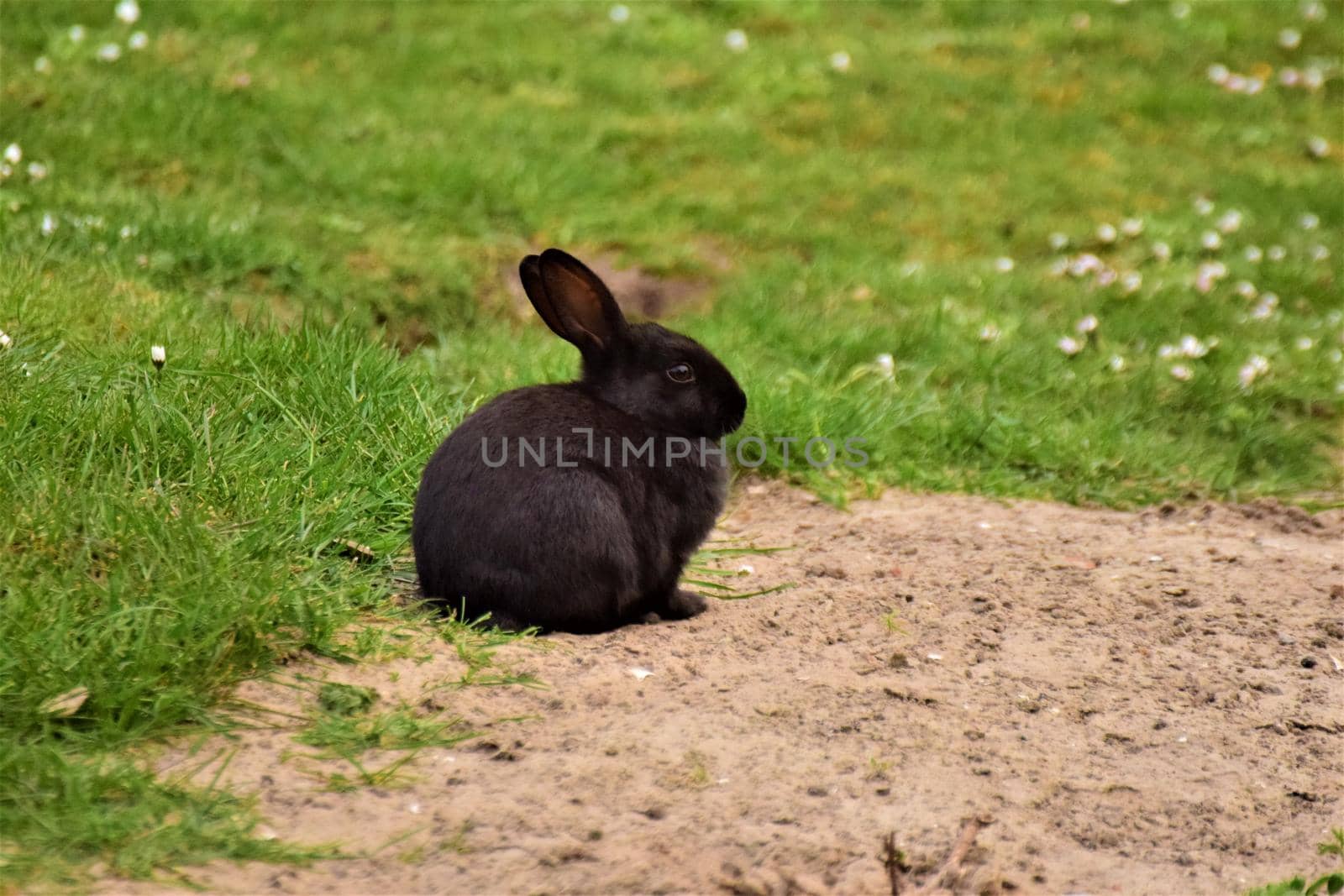 Black rabbit sitting on sand besides a green lawn with clover
