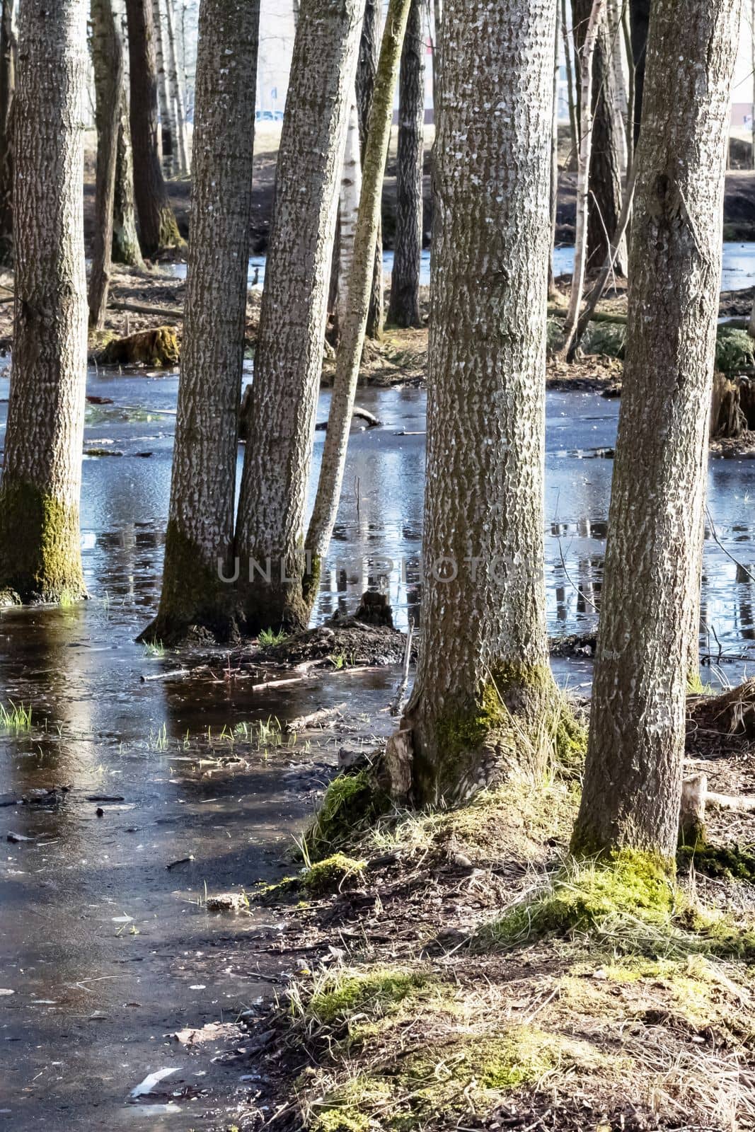Trees grow out of the water in a swamp in sunlight