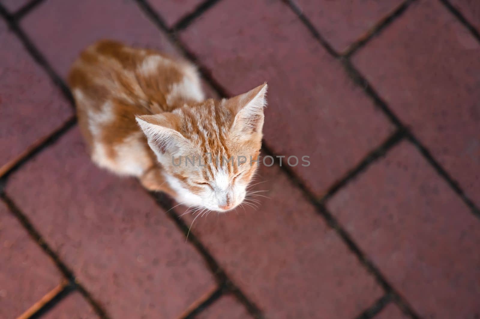 Small homeless red and white kitten lies on passerby path with its eyes closed, upper viewing angle