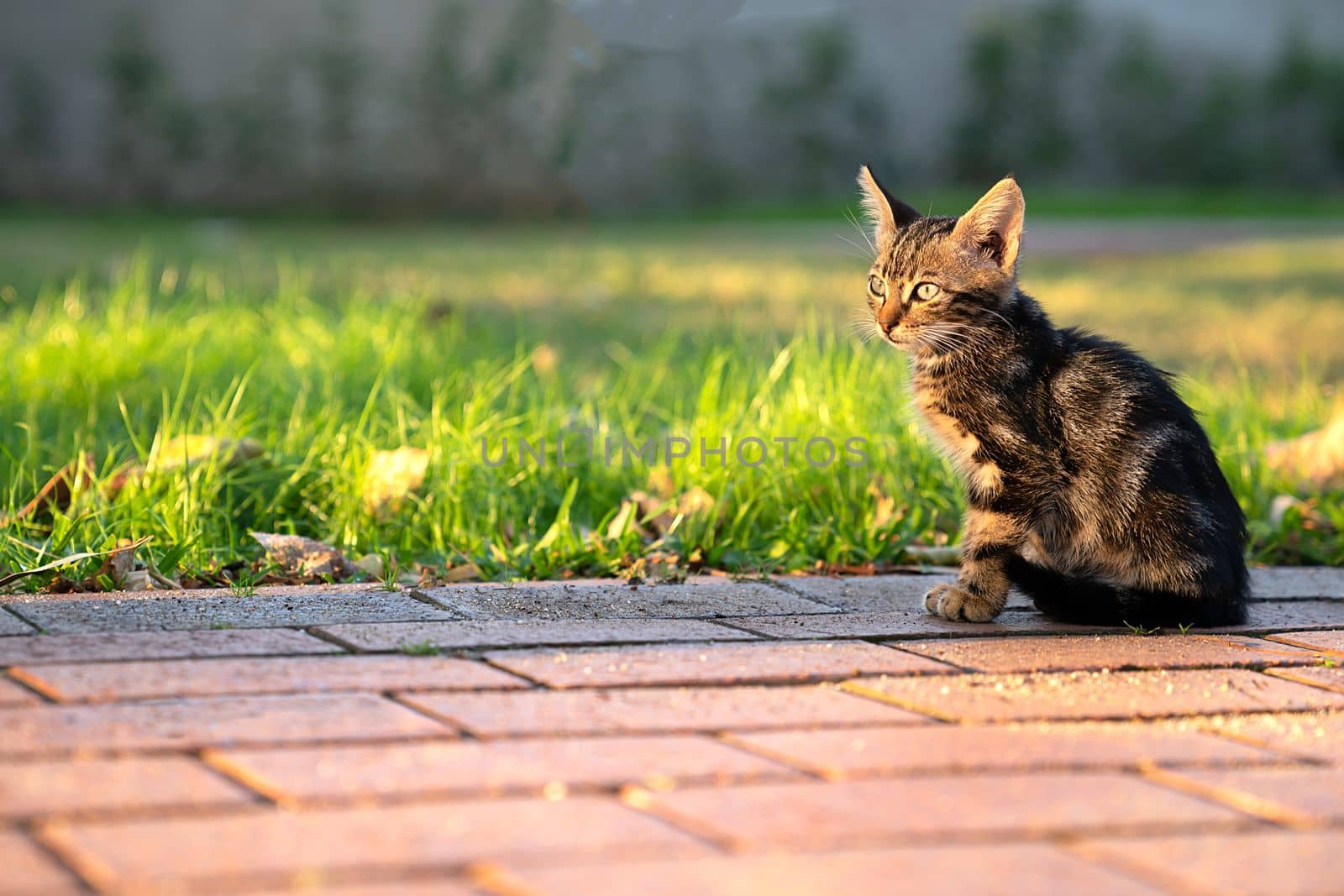 Small striped kitten is sitting on park track, gaze is directed to side, copy space by Laguna781