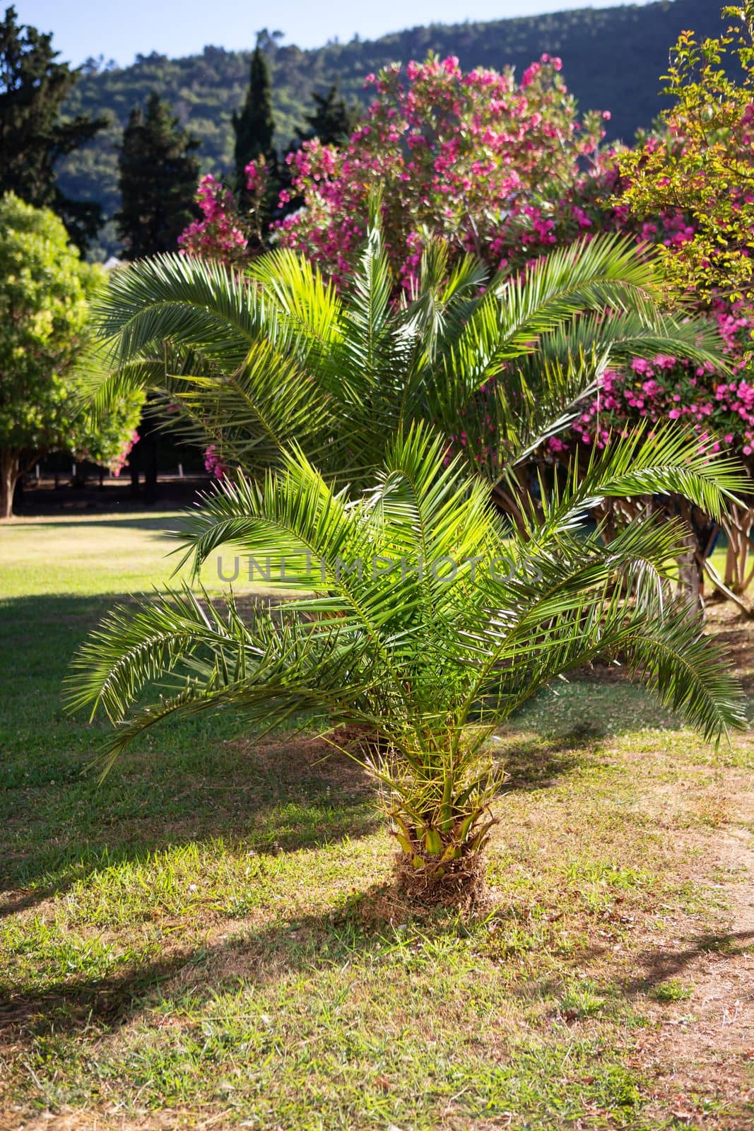 Very beautiful palm tree in the middle of the park. Date forest in Montenegro. Travel, vacation, seaside vacation